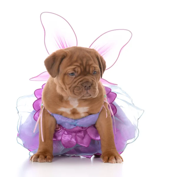 Female Dogue Bordeaux Puppy Wearing Fairy Costume White Background — Stock Photo, Image