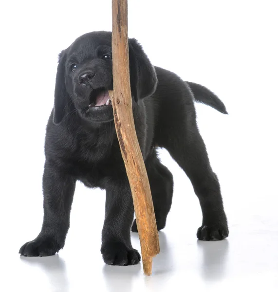 白い背景の上の棒で男性黒ラブラドル レトリーバー犬子犬 — ストック写真