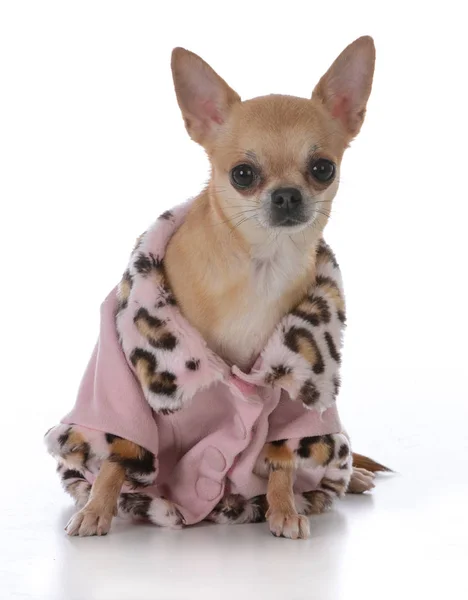 Female Short Haired Chiuhuahua Wearing Pink Coat White Background — Stock Photo, Image