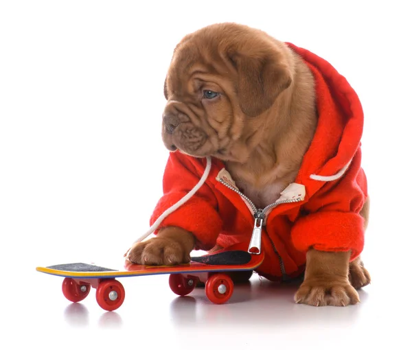 Dogue 보르도 강아지 바탕에 스케이트 보드를 — 스톡 사진