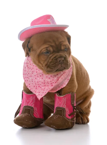 Fêmea Dogue Bordeaux Cachorrinho Cowgirl Fundo Branco Fotos De Bancos De Imagens