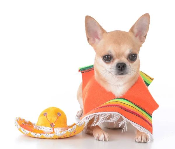 Chihuahua Bär Mexikansk Poncho Och Sombrero Vit Bakgrund Bakgrund Royaltyfria Stockfoton