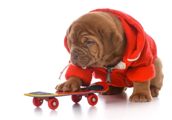 Male Dogue Bordeaux Puppy Riding Skateboard White Background Stock Picture
