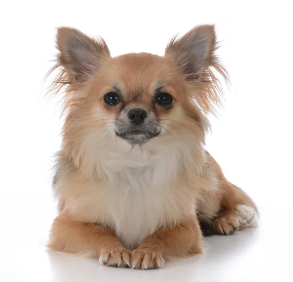 Portrait Long Haired Chiuhuahua Male White Background Stock Image