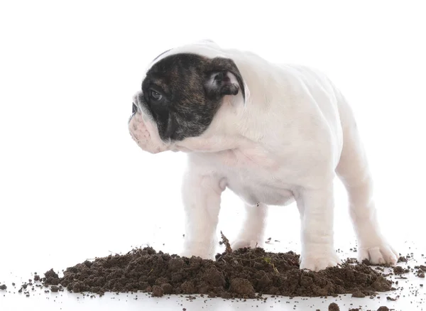 肮脏的狗在泥土里挖洞 免版税图库照片