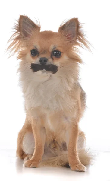 Manliga Lång Päls Chihuahua Med Mustasch Vit Bakgrund Stockfoto