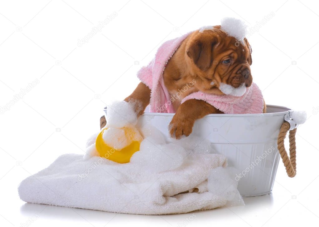 female dogue de bordeaux puppy getting a bath on white background
