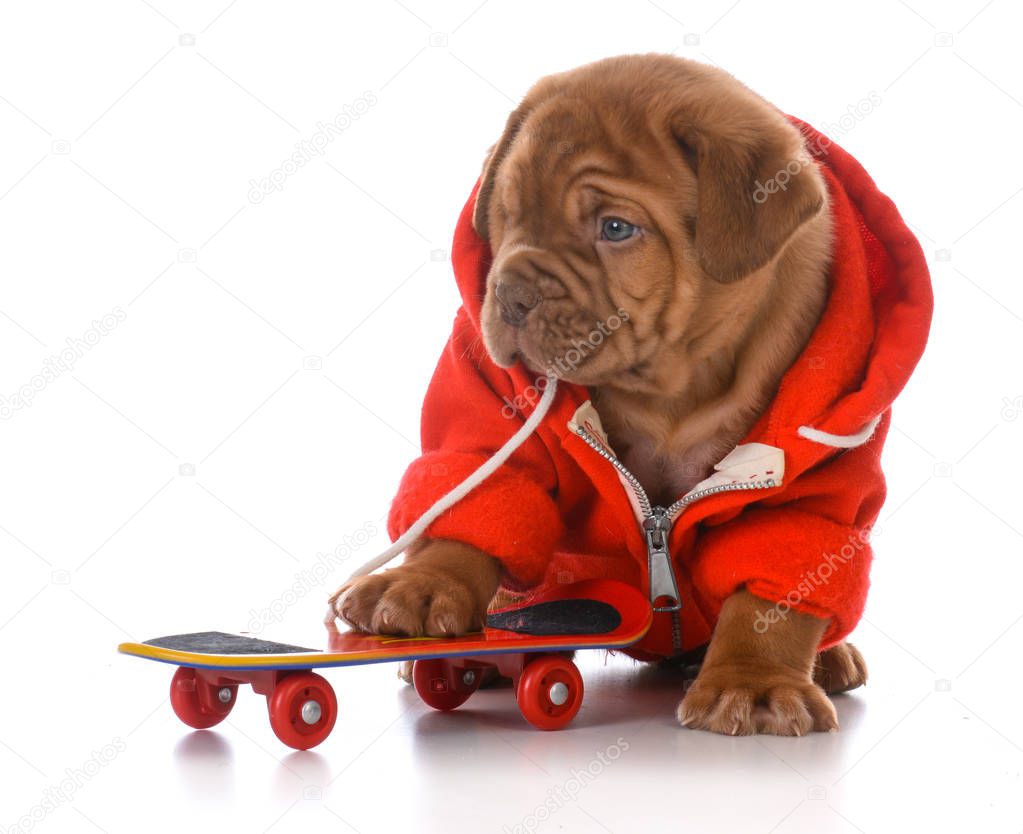 male dogue de bordeaux puppy riding a skateboard on white background