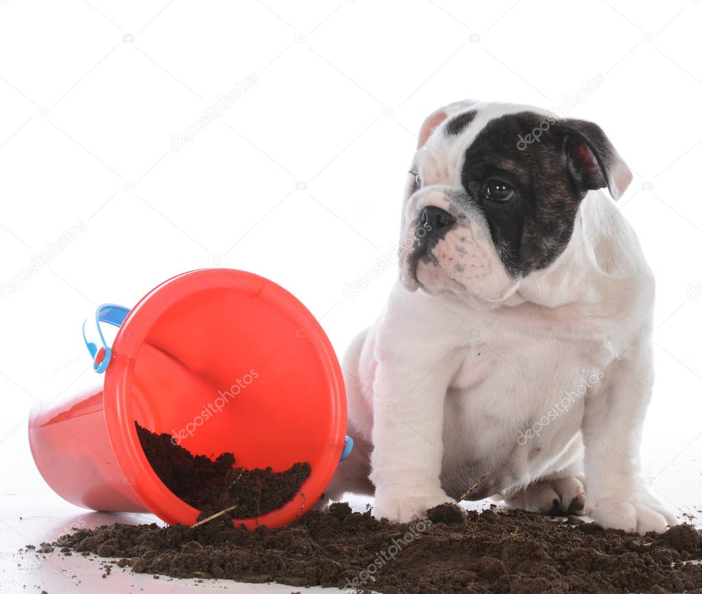 dirty dog playing in the dirt
