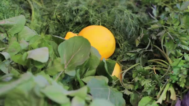 Compras verduras en la frutería — Vídeo de stock