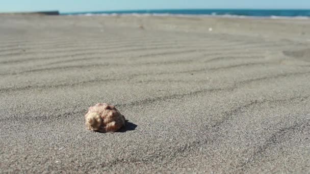 Areia e conchas com fundo de ondas — Vídeo de Stock