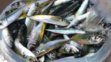 taze balık yakalamak konteyner yerleştirilir