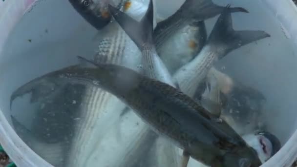 Свіжий рибний улов, поміщений у контейнер — стокове відео