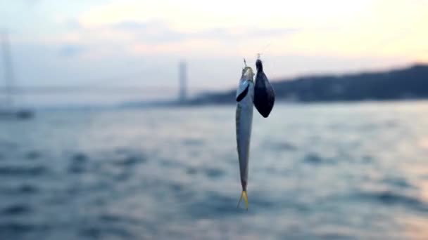 Fiske i istanbul — Stockvideo