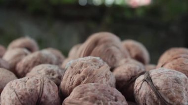 ceviz toplama birlikte