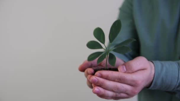 Poignée de sol avec jeune plante en croissance — Video