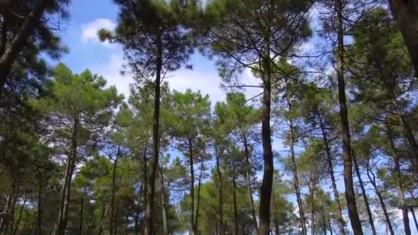 Les arbres verts de jungle et les palmiers contre le ciel bleu et le soleil brillant — Video