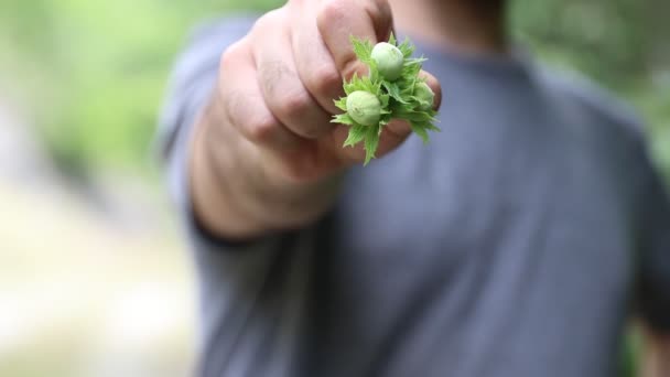 人类的手里拿着的榛子 — 图库视频影像