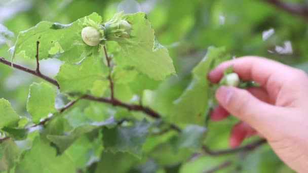 Hazelnuts on a tree grows in the forest — Stock Video