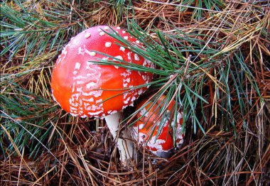 Mantar amanita zehirli mantar