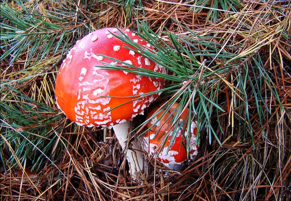 Mantar amanita zehirli mantar