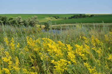 Çayır çim ve çiçek sarı renk ile büyümüş bir göl ile