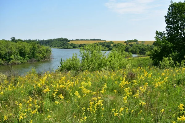 Göl görünümü ile sarı çiçekler büyümüş takas tarafındaki bir yaz gününde