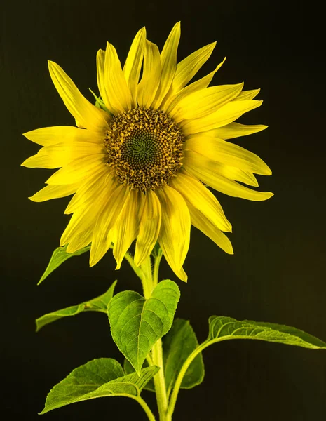Yellow sunflower on a black background