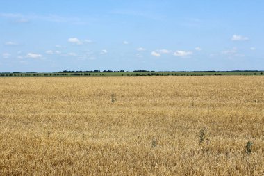 Alan mavi gökyüzü ve bulutlar karşı açık güneşli bir günde olgun buğday