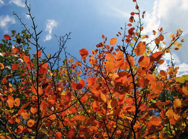 Autumn red-orange leaves against the blue sky on a clear sunny day