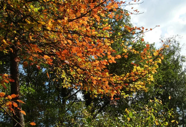 Herbst Rot Orange Gelbe Blätter Eines Baumes Vor Einem Hintergrund — Stockfoto