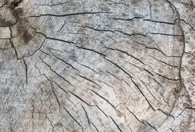 Çevrenin etkisi altında eski çok yıllık sawed ahşap kırık doku