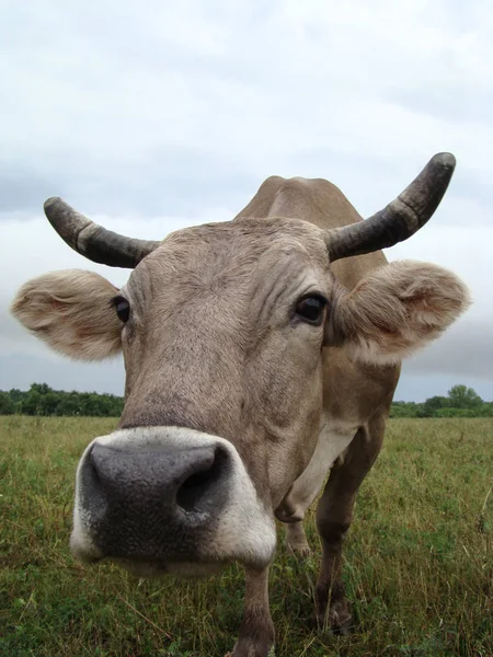 Bild Einer Kuh Schnauze Nahaufnahme Auf Dem Hintergrund Eines Bewölkten — Stockfoto