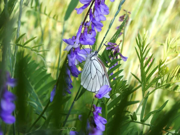 Weißer Schmetterling Zwischen Sommerlicher Grasvegetation Und Lila Blumen — Stockfoto