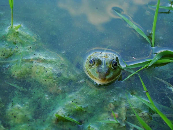 Una Rana Verde Que Sale Del Agua Cubierta Algas — Foto de Stock