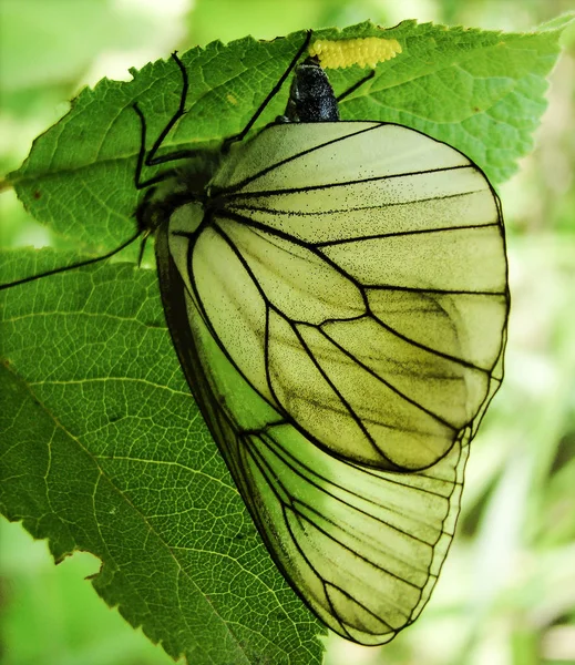 Mariposa Blanca Poniendo Huevos Bajo Una Hoja Verde Verano — Foto de Stock