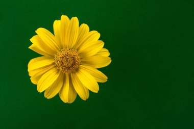 Koyu yeşil zemin üzerine sarı tsvetok yakın çekim