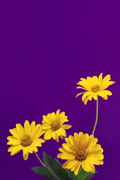 Menekşe arka plan yakın çekim üzerinde parlak sarı çiçek