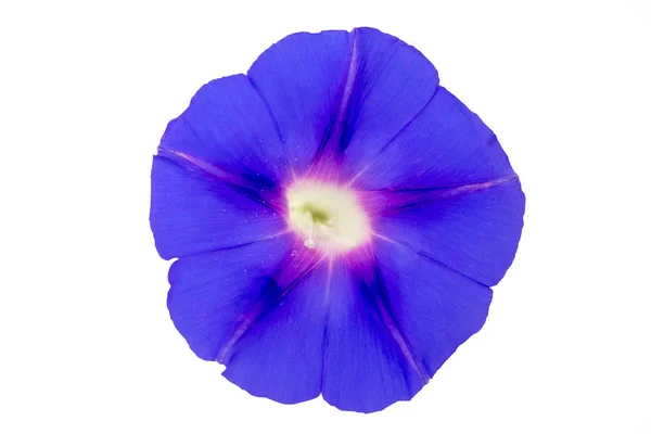 Beyaz bir arka plan üzerinde beş kırmızı damarlı mavi çiçek