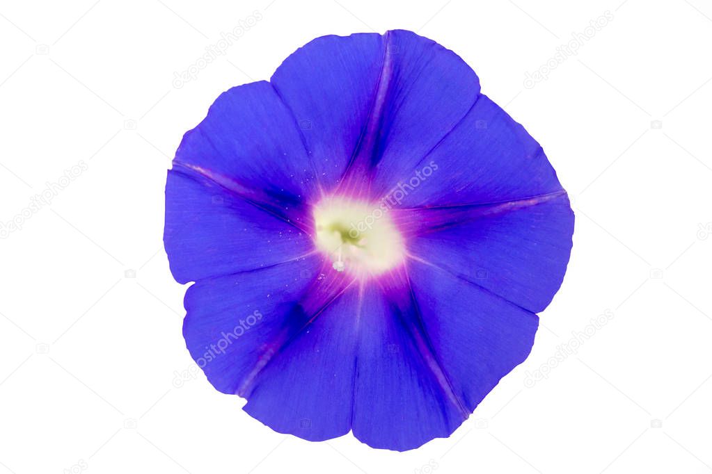 Blue flower with five red veins on a white background