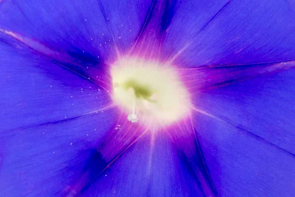自然の背景に青い花のクローズ アップ — ストック写真
