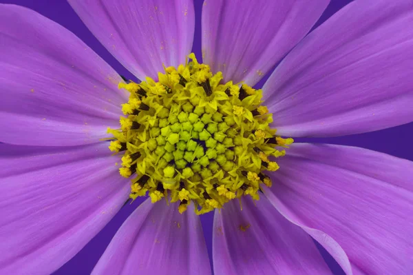 Рожева Квітка Жовтим Пилком Пелюстках Крупним Планом — стокове фото