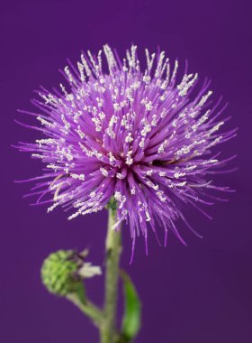 Geç mor sonbahar çayır çiçek mor bir arka plan üzerinde