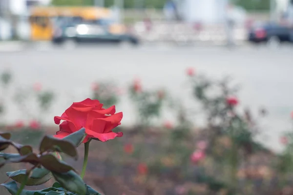 Blooming red rose against a background of a city street with a beautiful bokeh in pastel colors
