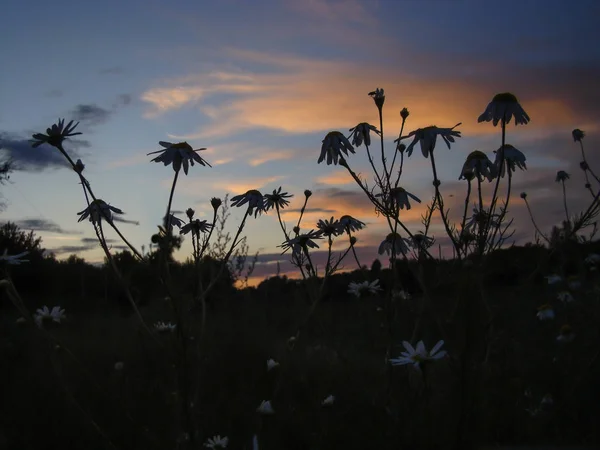 Silhouettes of flowers against the background of summer sunset