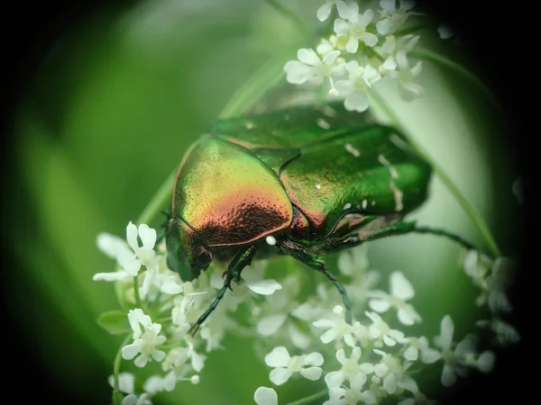 绿色珍珠甲虫在白色花在晴朗的夏天天 — 图库照片