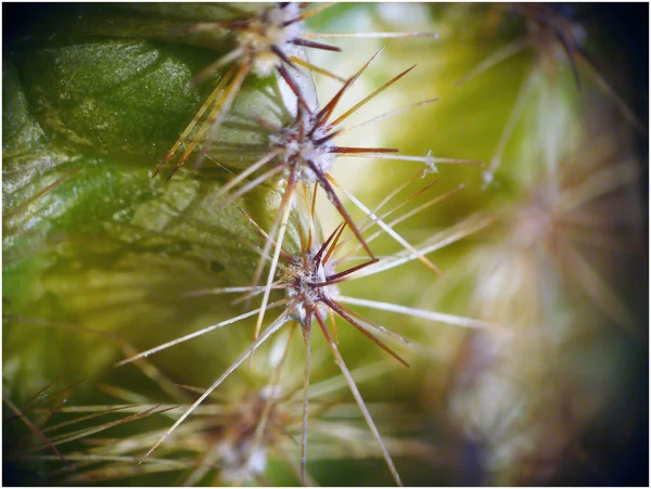 Taggig Kaktus Nålar Närbild Suddiga Bokeh Bakgrund — Stockfoto