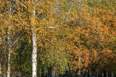 Sabahın erken saatlerinde sonbahar ağaç bir arka plan üzerinde sarı yapraklar ile beyaz huş ağacı