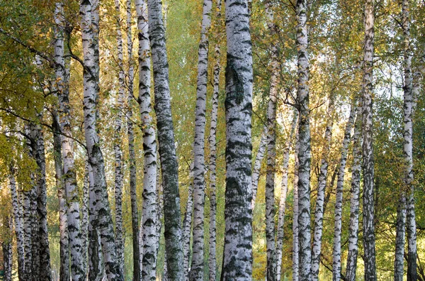 Grove Van Witte Berkenbomen Herfst Vroege Ochtend — Stockfoto