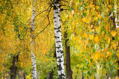 Güzel yeşillik bir şehir parkı sarı serin sonbahar günü içinde ağaç